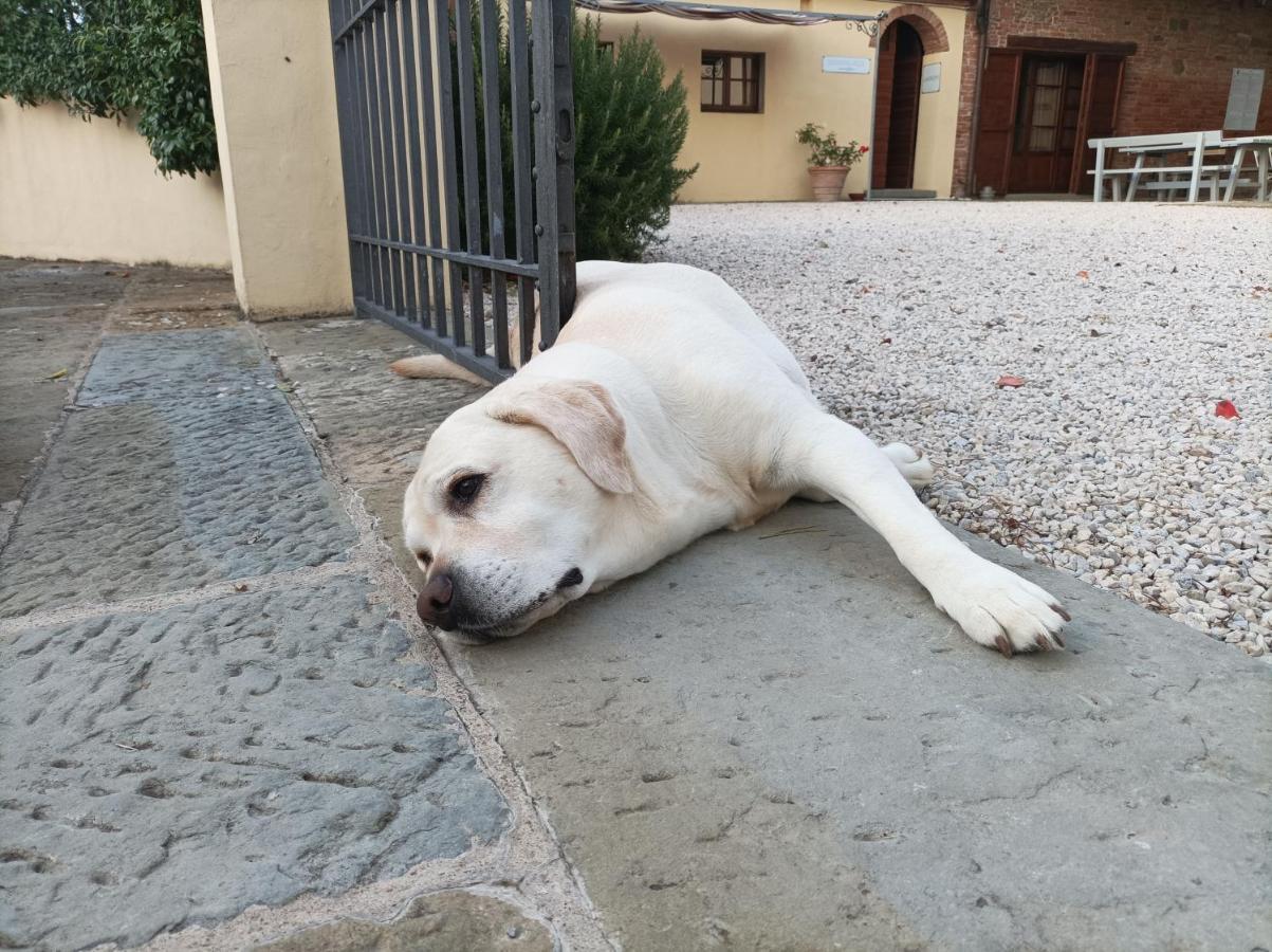 Podere Il Belvedere Su Cortona Castiglion Fiorentino Bagian luar foto